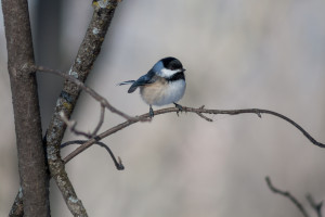 Chickadee