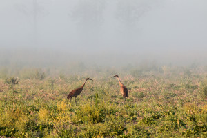 Sandhill Cranes