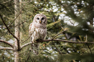 Barred Owl