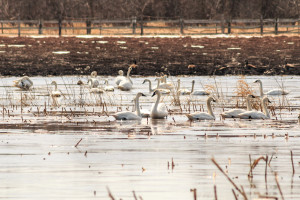 Tundra Swans