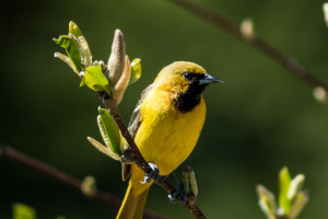 Female Orchard Oriole