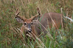 Buck in Velvet