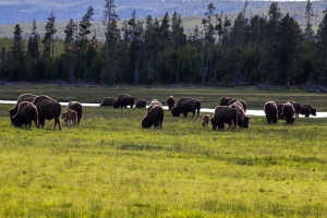 Grazing Bison