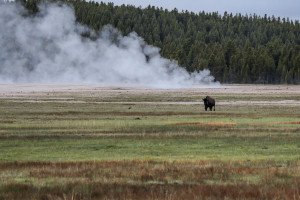 Lone Bison