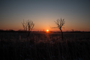 Marsh Silhouette