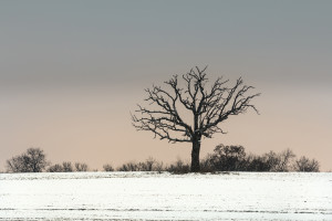 Oak Tree in Winter