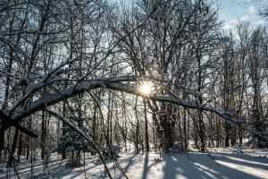 Arched Branch