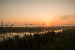 Marsh Sunrise