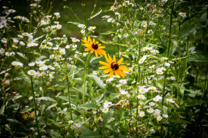 Yellow Amongst White