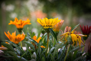 Yellow & Orange