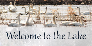 Welcome to the Lake Swans