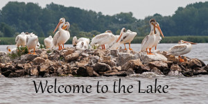 Pelicans - Welcome to the Lake