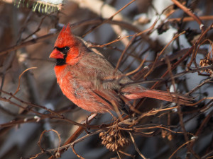 Male Cardinal