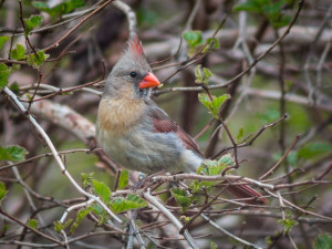 Female Cardinal