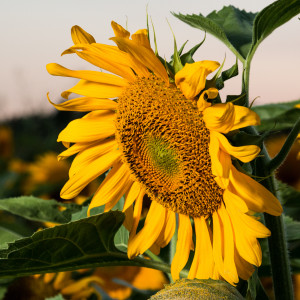 Sunflower