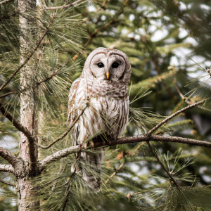 Barred Owl