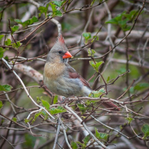 Female Cardinal