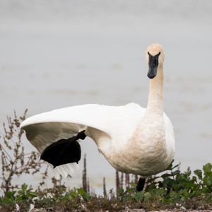 Trumpeter Swan