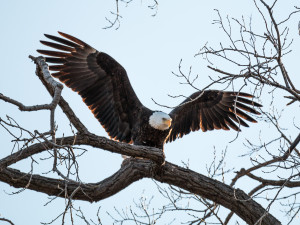 Eagle Landing