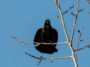 Signing Redwing Blackbird