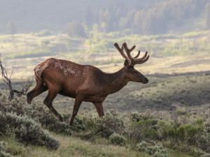 Elk In Velvet