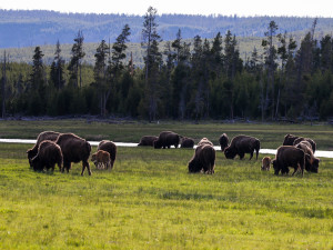 Grazing Bison