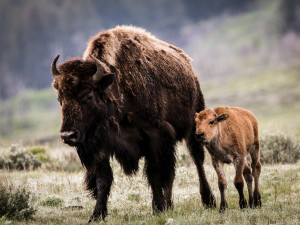 Mom and Baby Bison