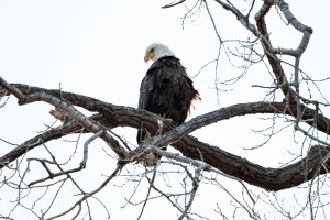 Perched Eagle