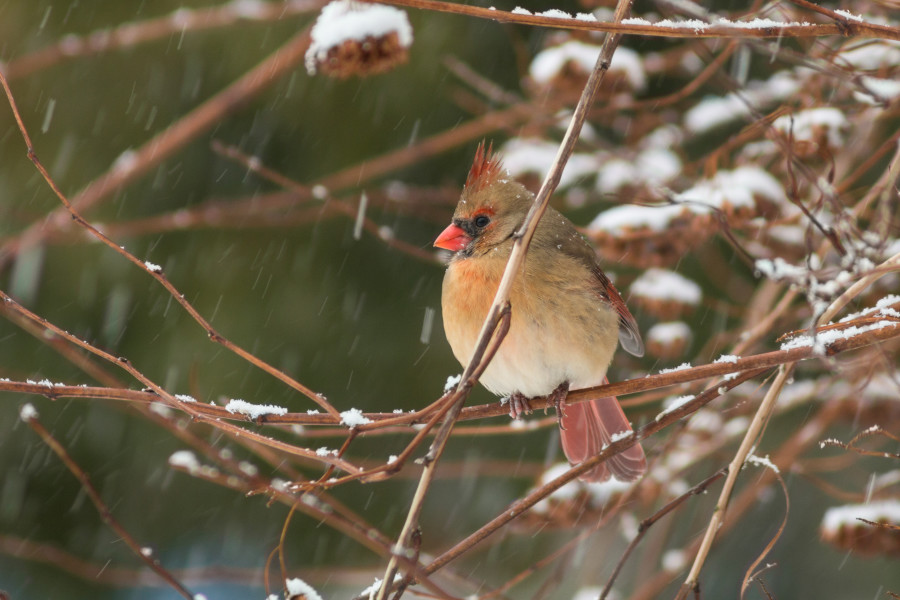 Female Cardinal