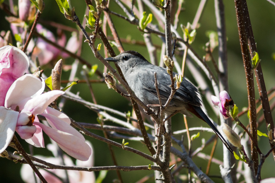 Grey Catbird in a Magnolia Tree