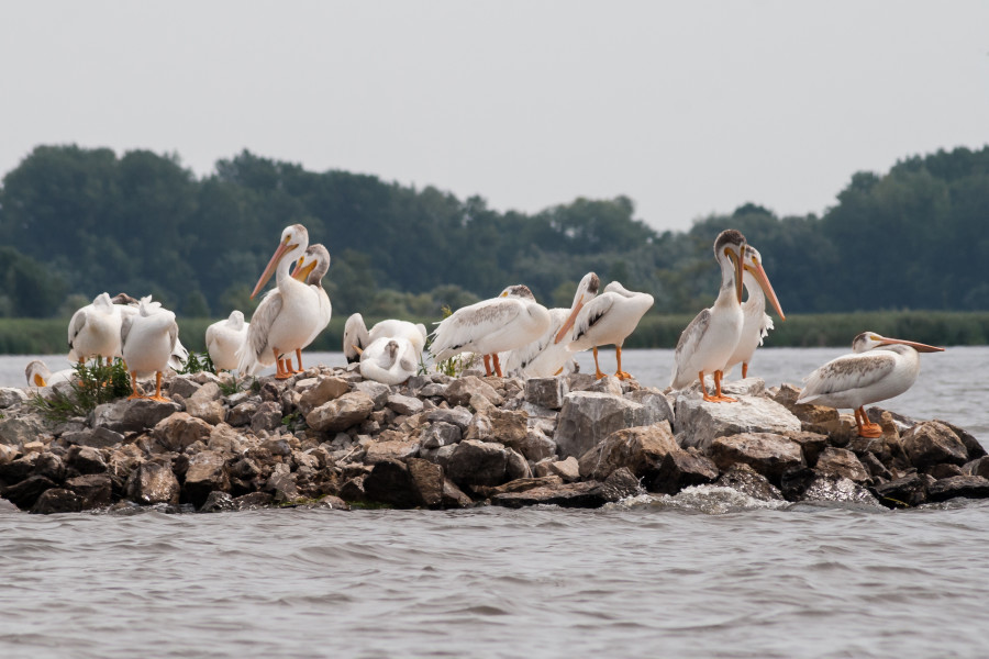 Pelicans