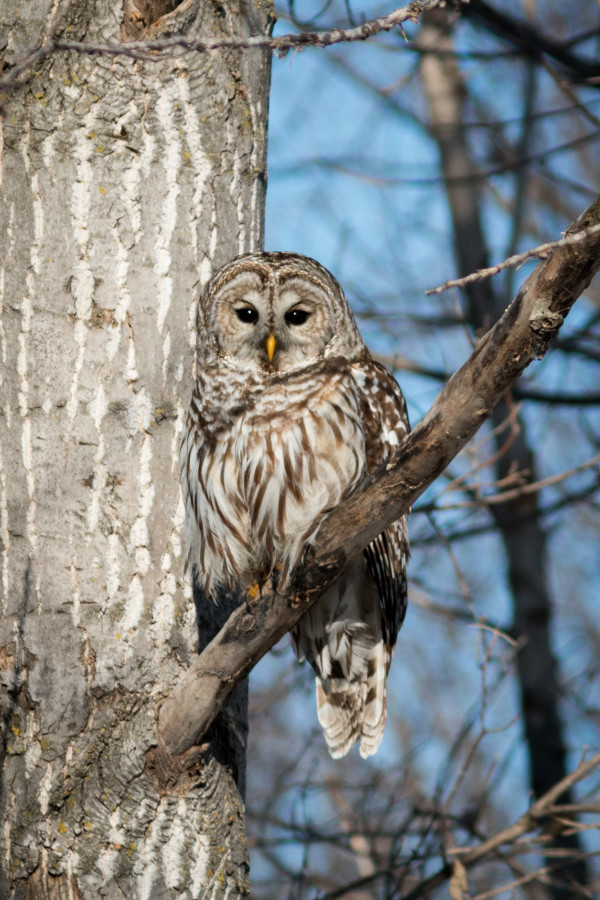 Barred Owl #2