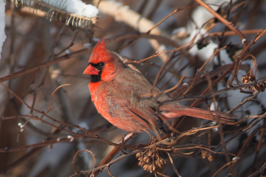 Male Cardinal