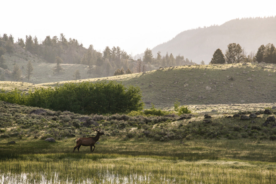 Elk in Lamar Valley