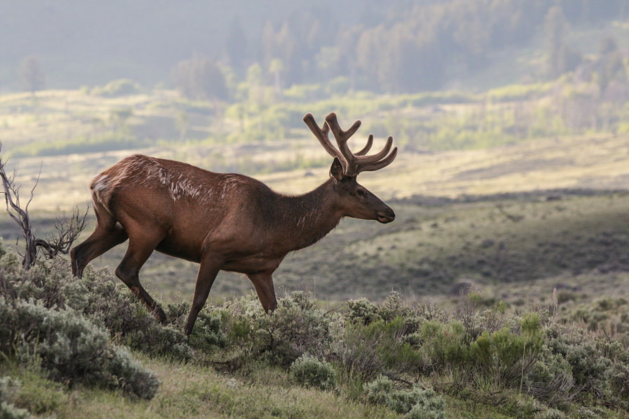 Bull Elk in Velvet