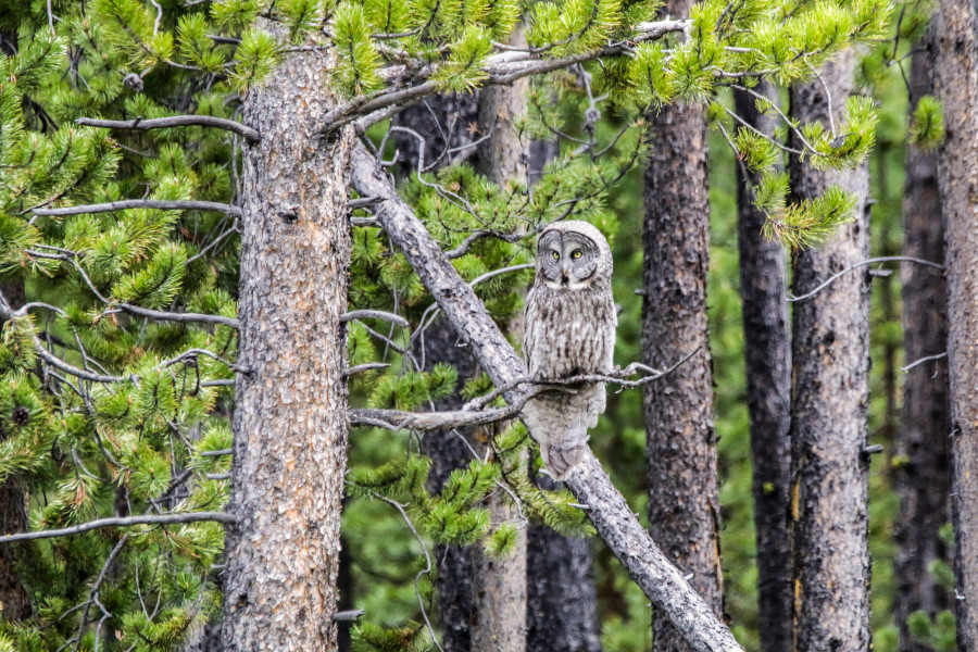 Great Grey Owl