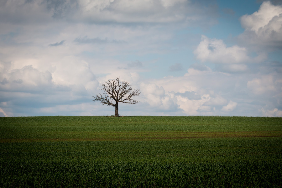 Oak in the Distance