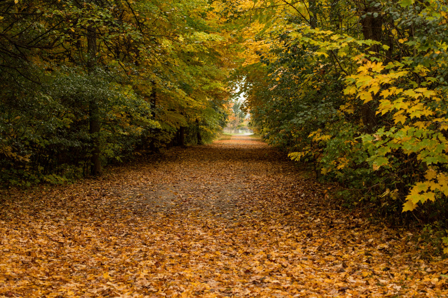 Fall Path