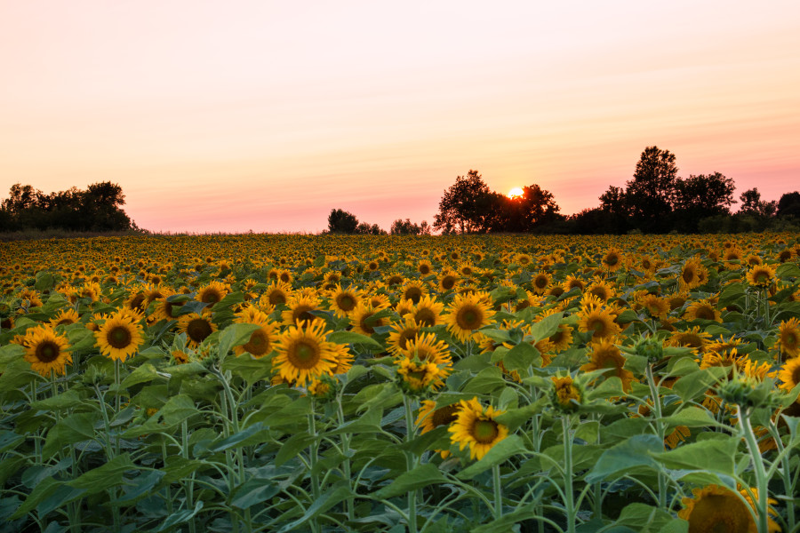 Sunflower Field