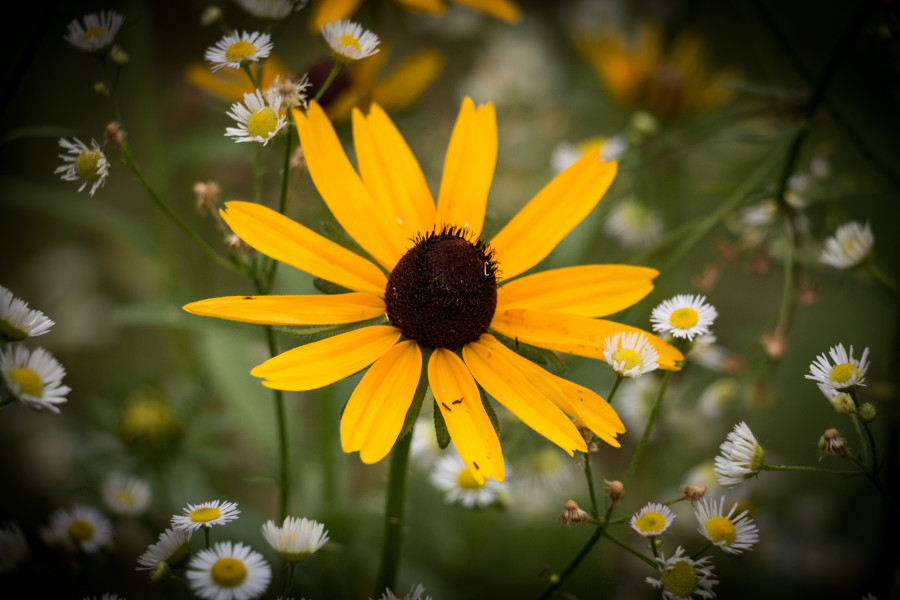 Black Eyed Susan