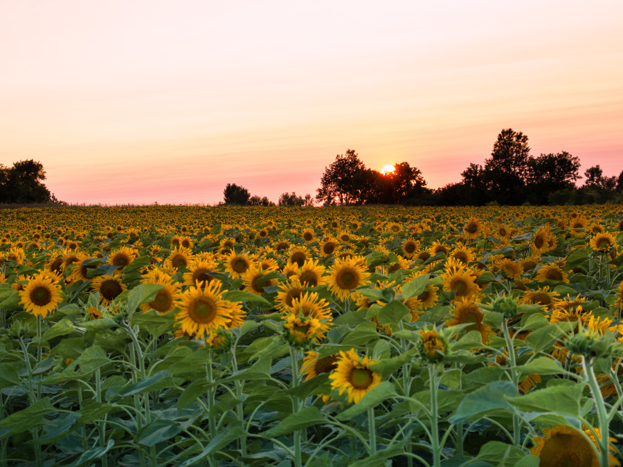 Sunflower Field