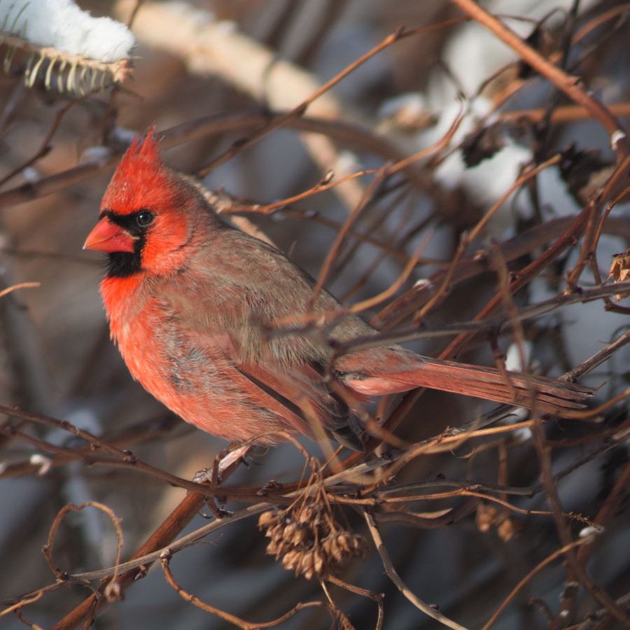 Male Cardinal