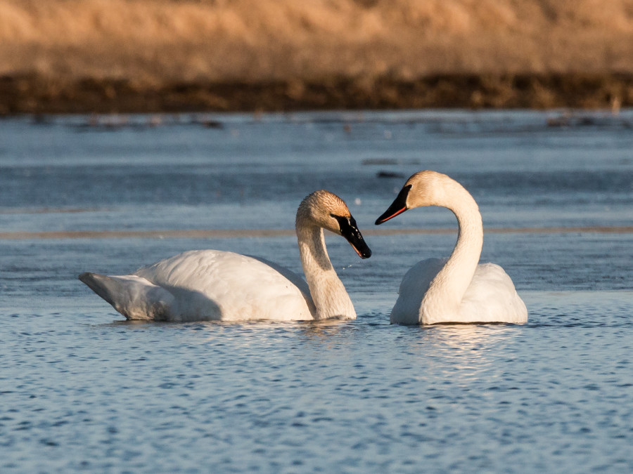 Love Birds