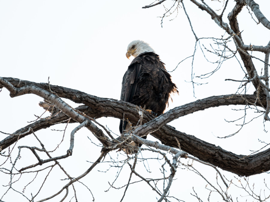 Perched