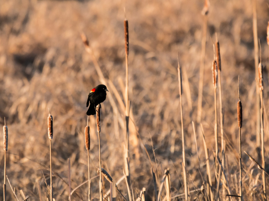 Redwing Blackbird